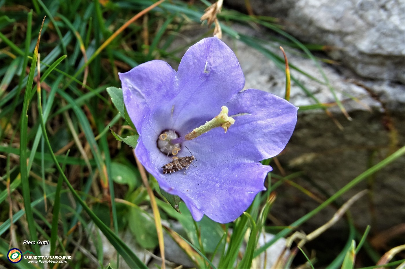 65 Campanula dell'Arciduca ( Campanula Raineri).JPG